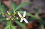 Cutleaf toothwort